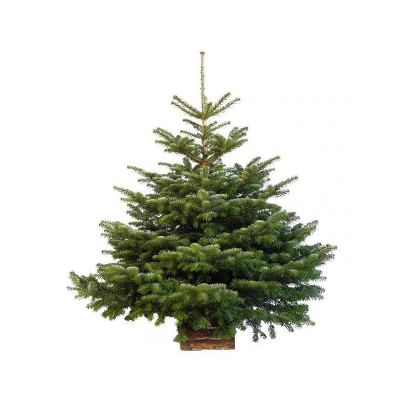 Vianočný stromček - Normandská jedľa 1.triedy (čečina/vetvičky grátis)
